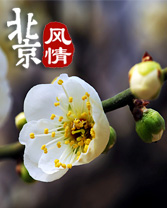 早春三四月 北京不能錯過的35處私房賞花點