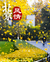 暮秋裡的金色童話 尋找北京八大銀杏之“最”
