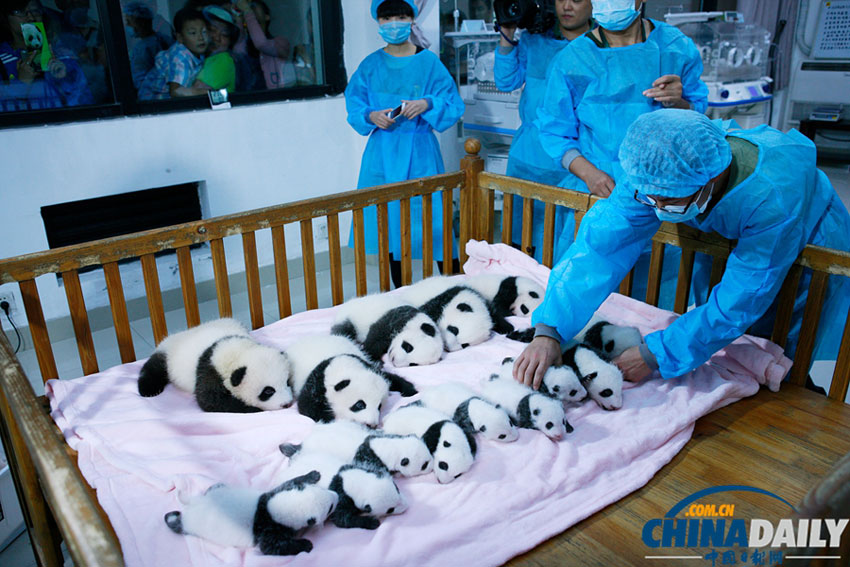 成都2013年新生大熊貓寶寶集體亮相