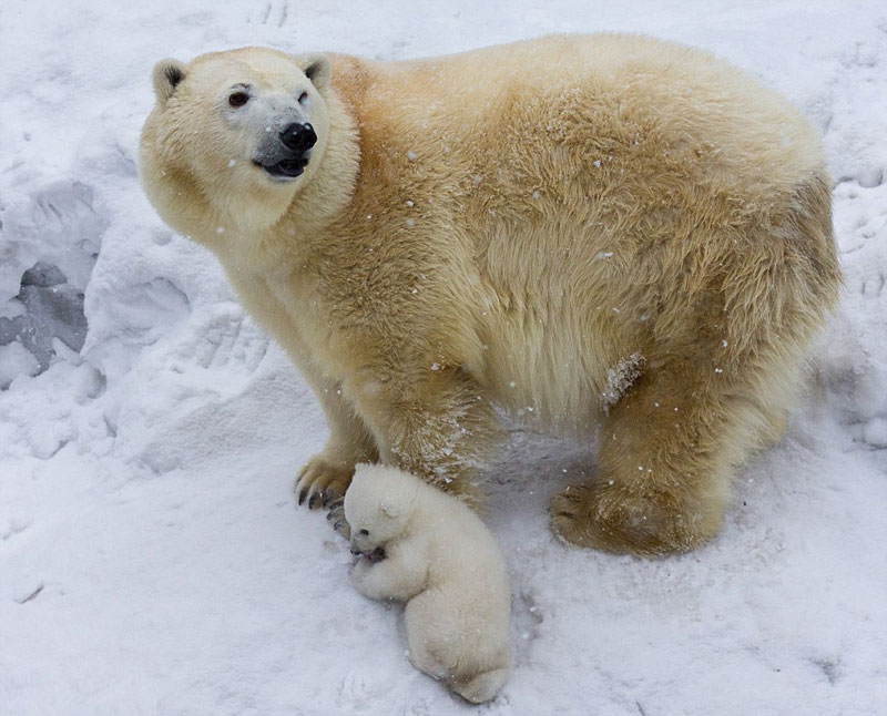 俄北极熊幼崽首秀怯场被妈妈叼出窝 获拥抱鼓