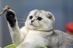 明斯克猫咪展喵星人争宠