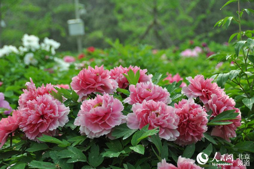 高清:园博园56种牡丹集体怒放 花魁 冠世墨玉