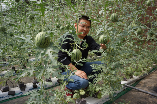 北京市首次试种温室无土栽培小西瓜上市