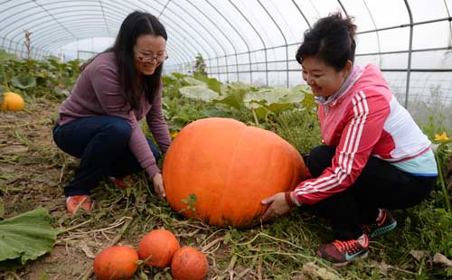 延庆培育出巨型南瓜