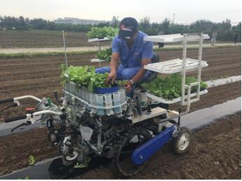 露地蔬菜育苗移栽新技术 减轻劳动强度省工又