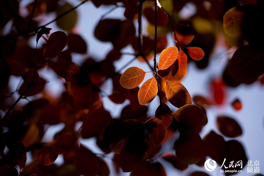 京郊石林峡深秋的红叶。