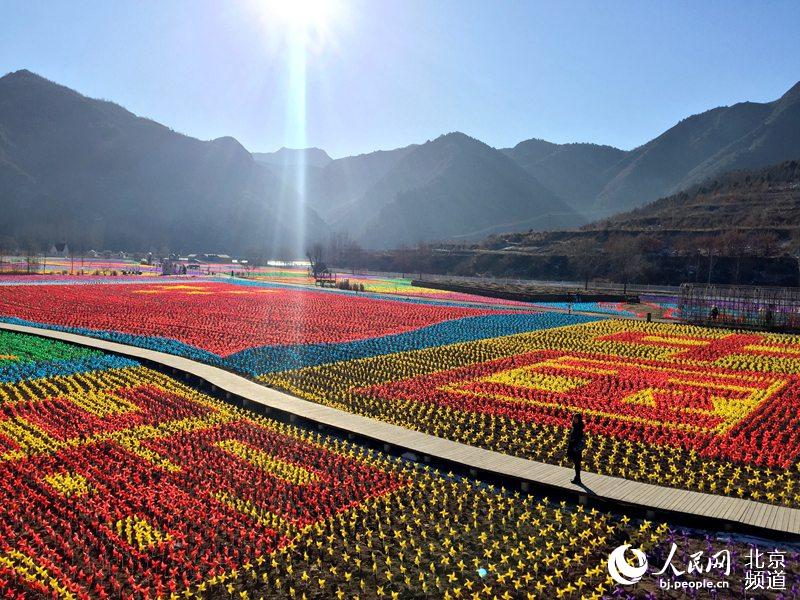 北京密云人间花海变身风车海洋 京郊旅游再添