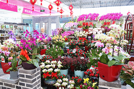 2月3日,一年一度的"北京迎春年宵花展"在花乡花卉市场启动,拉开了今年