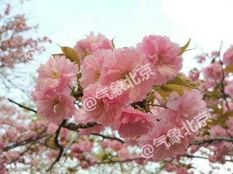 今年北京城区第一朵樱花将在3月25日左右开放
