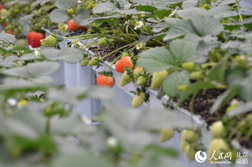 今天上午，第六届北京农业嘉年华在昌平区草莓博览园开幕，本届农业嘉年华将持续到5月13日。人民网尹星云 摄
