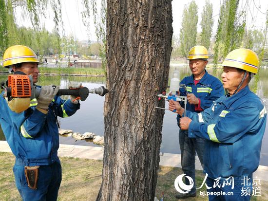 今年北京市将综合治理杨柳雌株30万株一砍了之要不得