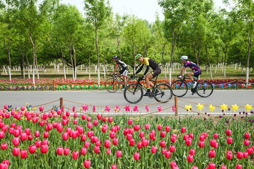 60万株郁金香在北京大兴盛放最美骑行路邀市民畅游花海