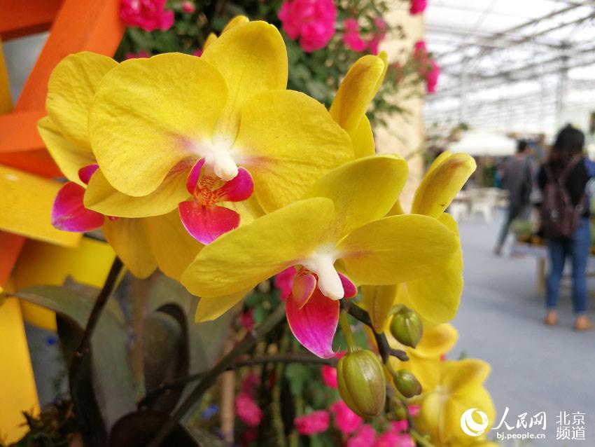 今天，第六届北京花木春季花展在北京国际鲜花港开幕，此次展览将持续到18日。人民网尹星云 摄