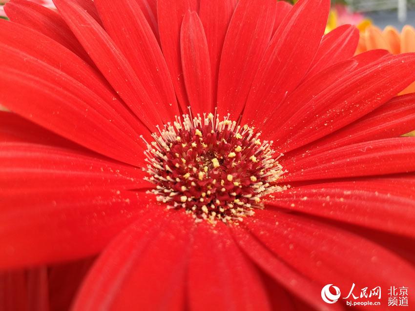 今天，第六届北京花木春季花展在北京国际鲜花港开幕，此次展览将持续到18日。人民网尹星云 摄