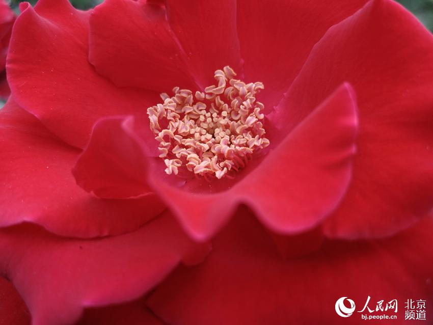 月季属蔷薇科，是美好、友谊、和平的象征。1987年北京市正式确定“月季和菊花”为北京市花。人民网尹星云 摄