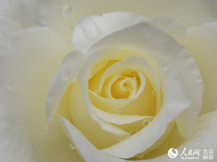 月季属蔷薇科，是美好、友谊、和平的象征。1987年北京市正式确定“月季和菊花”为北京市花。人民网尹星云 摄