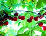 通州的大櫻桃，主要種植在西集鎮，種植至今已經有二十余年的歷史了，現有面積可達1.1萬畝
[詳細]   