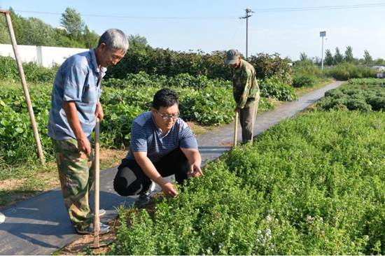 北京休闲农业又添新亮点 推出香草类作物主题