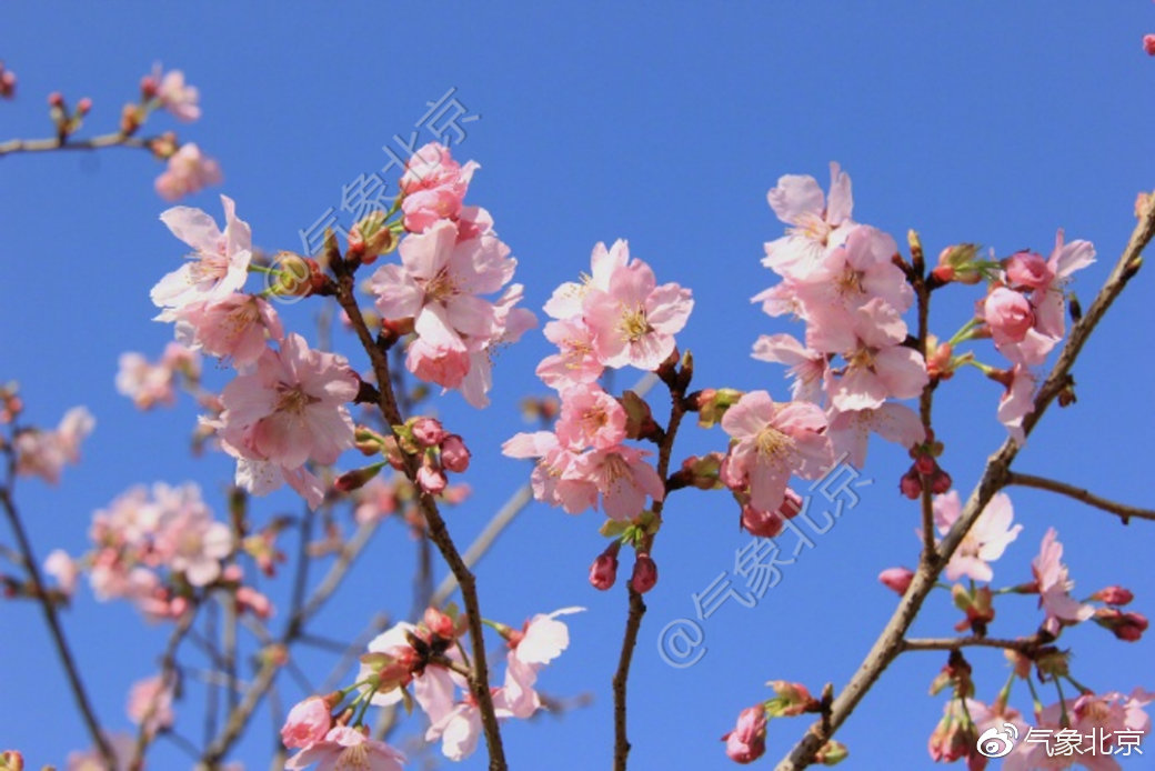 2019年北京城区第一朵樱花将在3月18日左右开