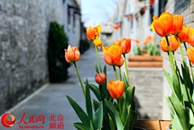 街区更新 北京胡同里的“春天”藏不住 前门东区地处北京城市中轴线东侧，是古都旧城重要历史片区。草厂三条至十条作为前门东区重点风貌保护区，在北京南城形成了独一无二的城市肌理和建筑风貌。【详细】