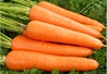 胡蘿卜
胡蘿卜又稱紅蘿卜或甘荀，是一種質脆味美、營養豐富的家常蔬菜，素有“小人參”之稱。胡蘿卜中富含豐富的維生素、胡蘿卜素、花青素、鈣、鐵等營養成分。