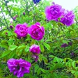 妙峰山玫瑰：400年的玫瑰香到了今兒在北京，6月有一件浪漫風雅之事，就是去京西妙峰山看漫山遍野的玫瑰花。在清風雲朵間，沉醉在京西玫瑰的香氣裡忘卻塵俗。