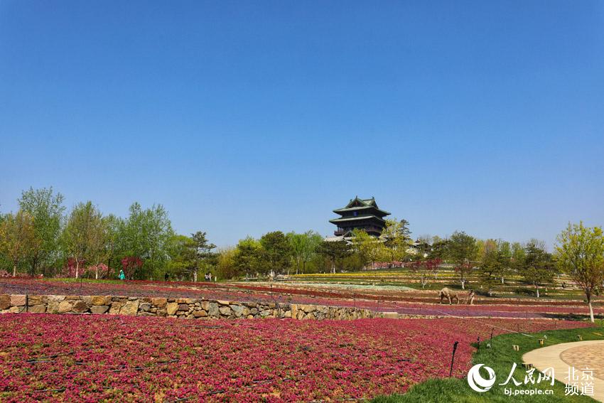 北京世園公園春意盎然。人民網尹星雲 攝