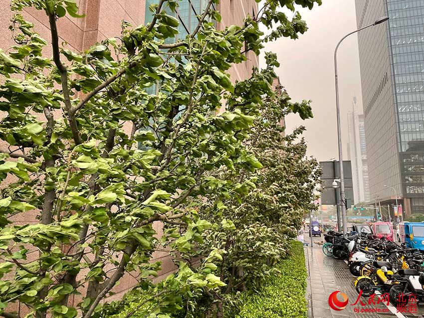 今天16時許，北京CBD附近受大風沙塵天氣影響，樹葉在風中搖晃。人民網 尹星雲攝