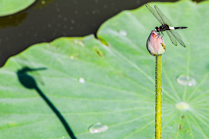 �ɻ�����200���ֺɻ�ͬ�����š�ԭ������