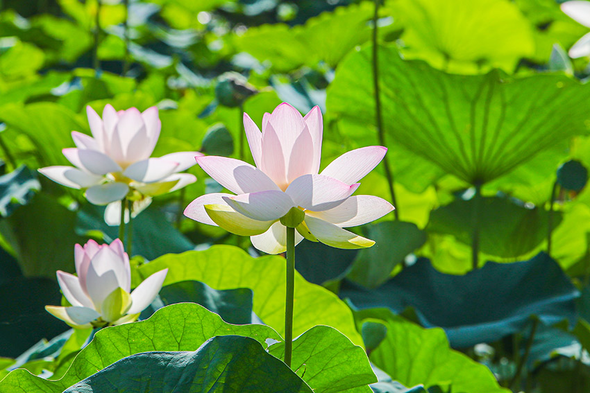 �ɻ�����200���ֺɻ�ͬ�����š�ԭ������