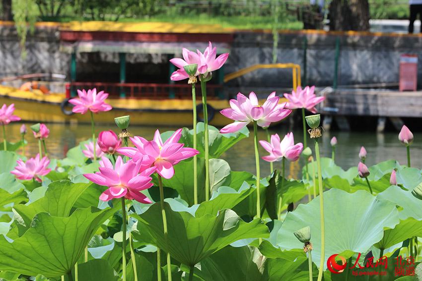 北海荷花進入盛花期。人民網 尹星雲攝