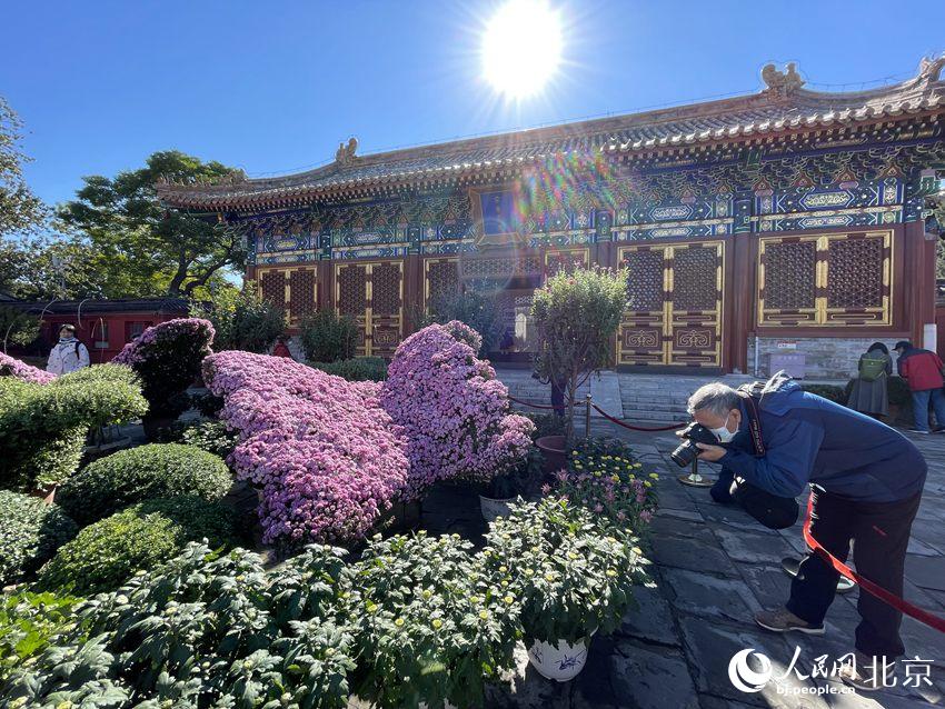 10月22日，北京市菊花（市花）展开幕，将持续至11月8日。人民网池梦蕊 摄
