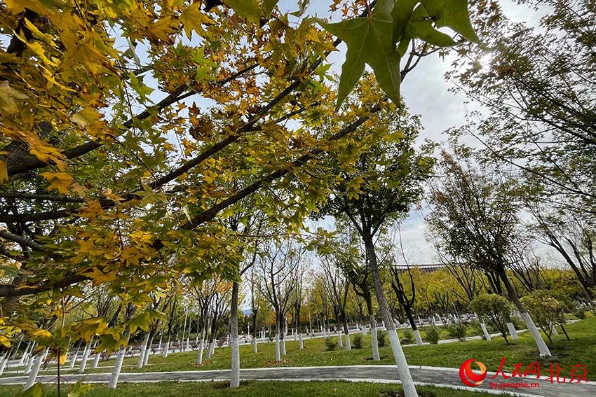 北京世園公園秋意濃。人民網 尹星雲攝