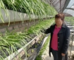 北京試點“牆上種韭菜”，韭菜與草莓同期生長、同步採摘，是北京溫室后牆栽培技術的又一次新嘗試。