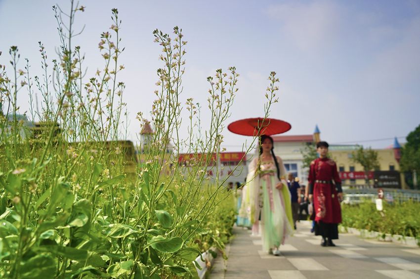 五彩油菜花首次在京试种 安贞华联广场油菜花景观吸引市民打卡