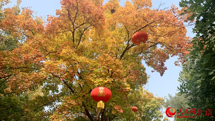 八大处公园彩叶缤纷，成为市民赏秋好去处。人民网 孟竹摄