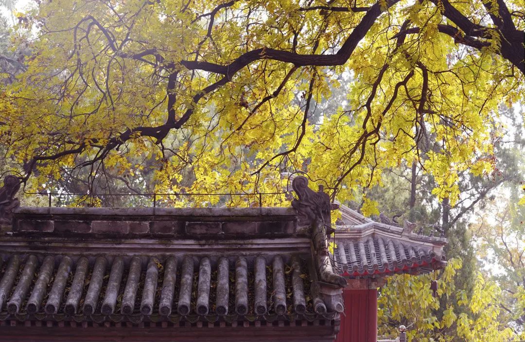 八大處公園彩葉繽紛，成為市民賞秋好去處。