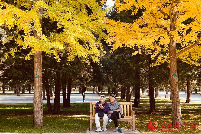 北京地坛公园的银杏进入到最佳观赏期。 人民网 池梦蕊摄