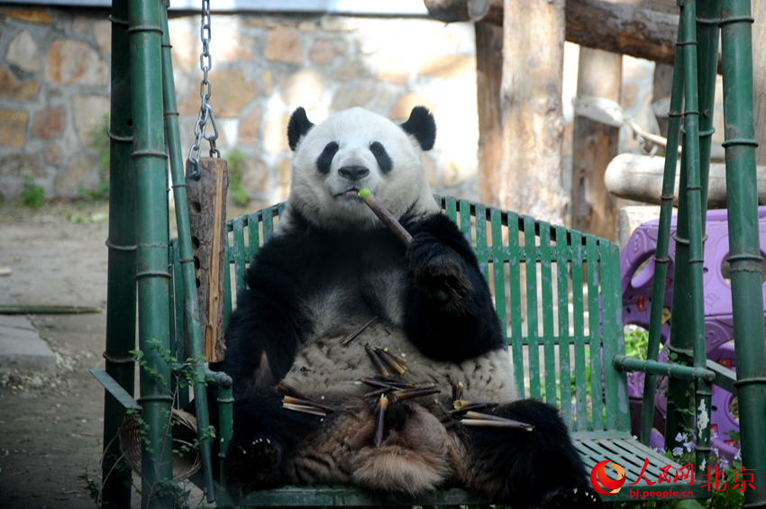 大熊猫萌兰悠闲地“干饭”。人民网 董兆瑞摄