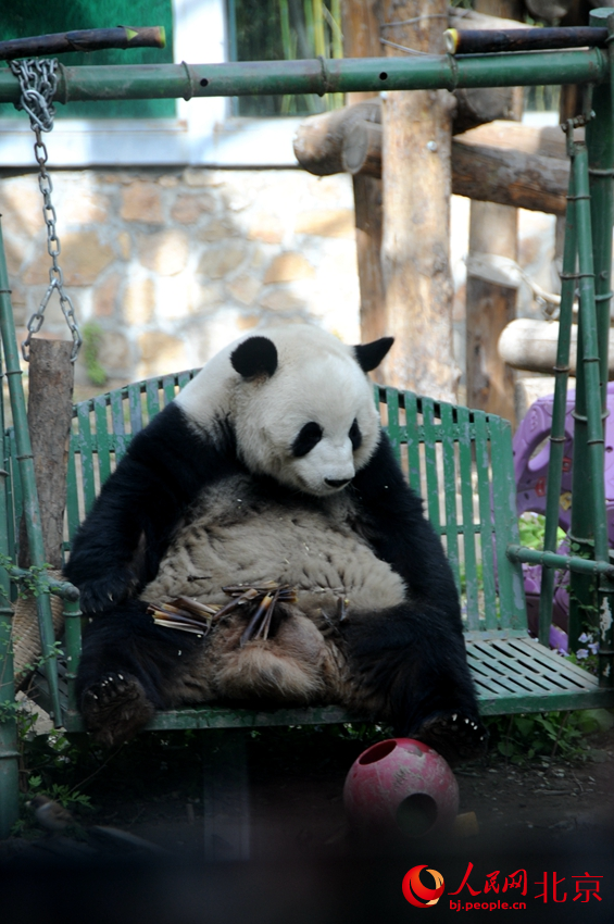 大熊猫萌兰悠闲地“干饭”。人民网 董兆瑞摄