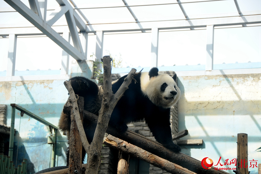 北京动物园里活泼可爱的大熊猫。人民网 董兆瑞摄