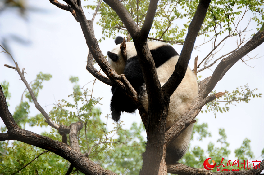 一只大熊猫爬到树上呼呼大睡。人民网 董兆瑞摄