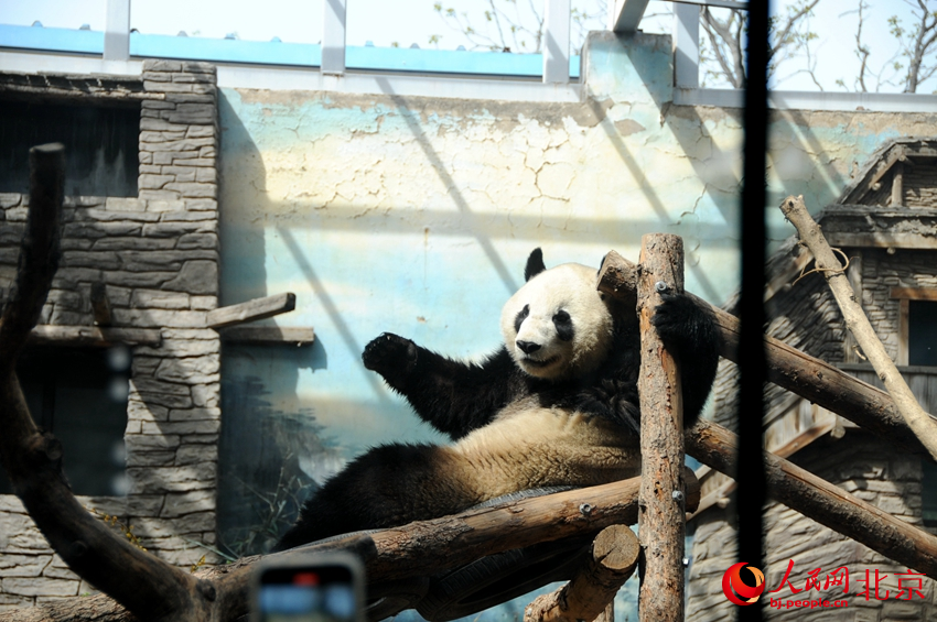 北京动物园里活泼可爱的大熊猫。人民网 董兆瑞摄