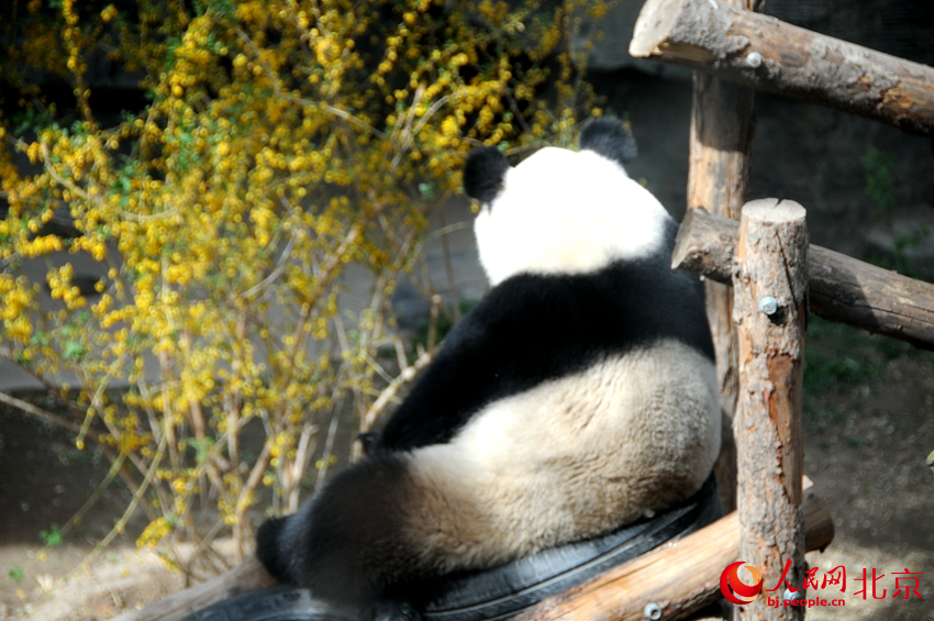 大熊猫坐在栖架上，犹如一个“饭团”。人民网 董兆瑞摄