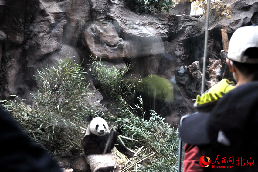 北京动物园大熊猫馆里人头攒动。人民网 董兆瑞摄