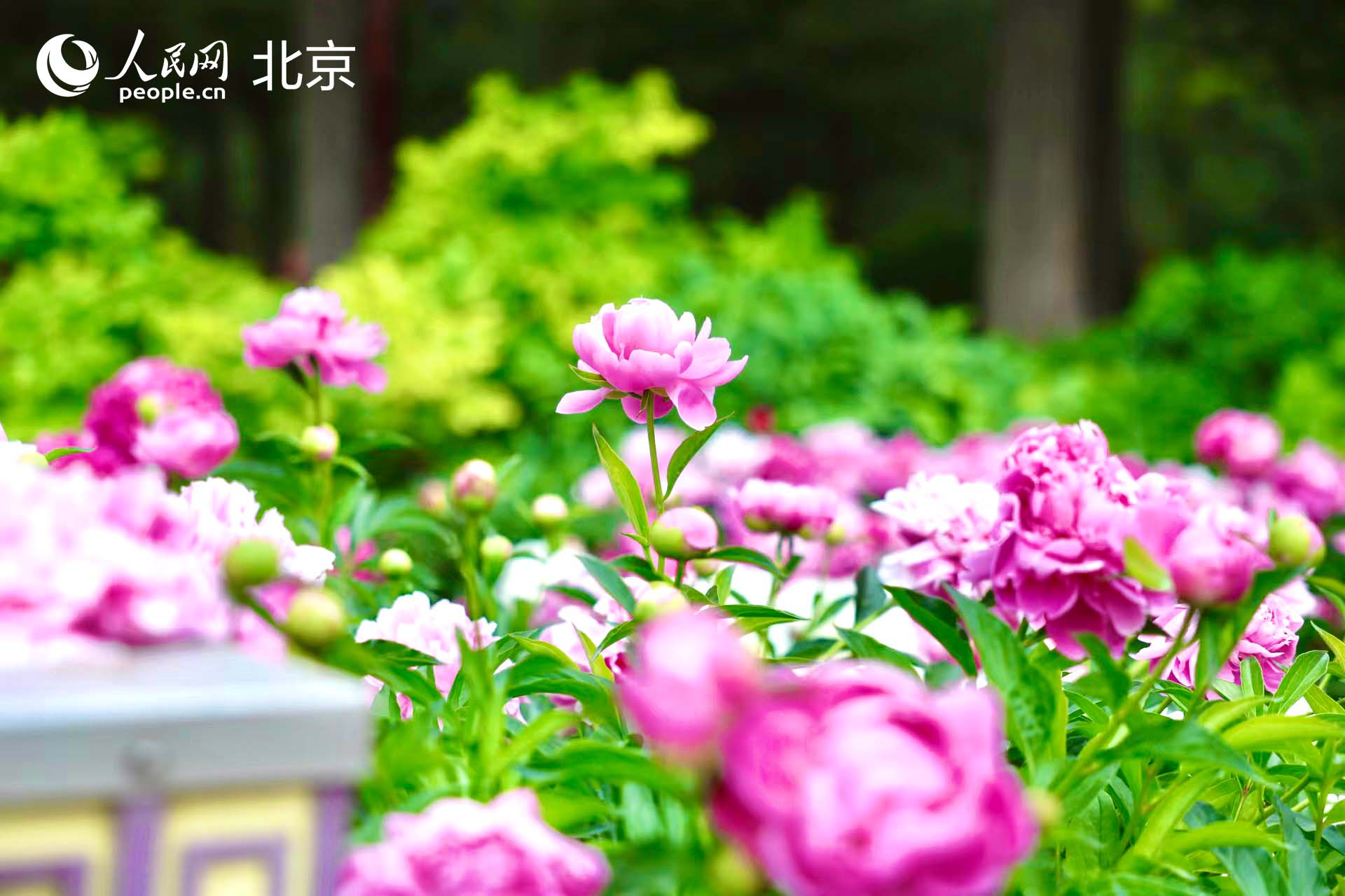 景山公园芍药绚烂绽放。