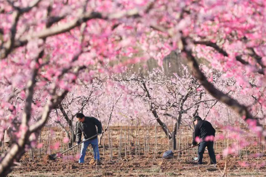 平谷桃花陸續綻放。（平谷區委宣傳部供圖）