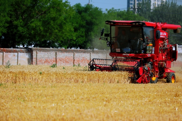 夏收进行时朝阳区平房乡完成88.9亩小麦收割