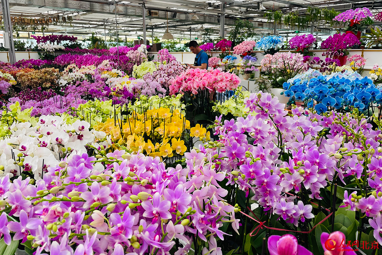 北京花卉交易中心鲜花盛放。人民网记者 尹星云摄