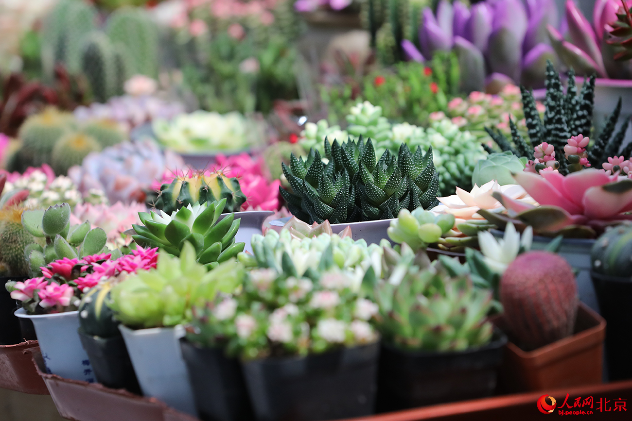 北京花卉交易中心。人民网记者 尹星云摄